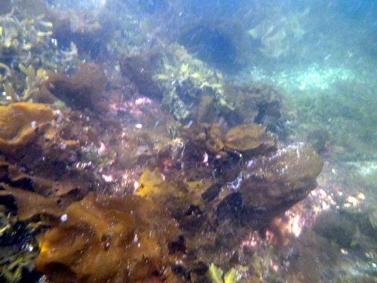 Forekomster av blåskjell med små og trådformede alger som epifytter.