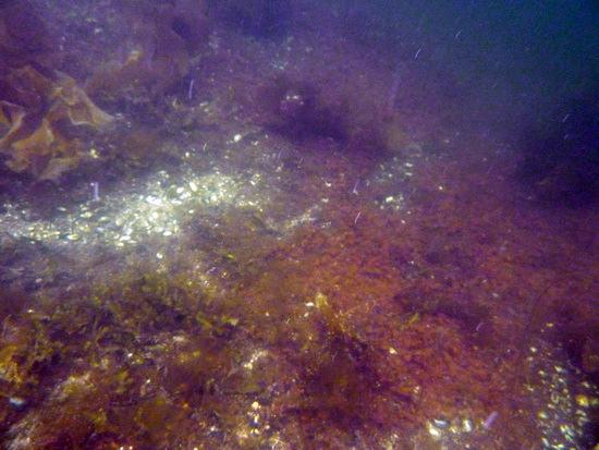 sand og grusbunn med forekomster av den trådformede algen rødlo.