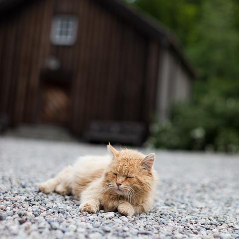 Det finnes snart ikke et hjem som ikke har et, eller svært mange,