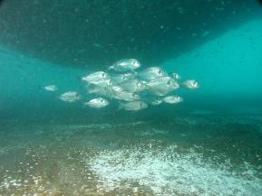 pelagic spawners Escape of