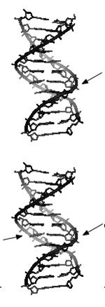 stråleterapi Stråling induserer brudd i DNAtråden: Enkelttrådbrudd: brudd på enav de to DNA-trådene.