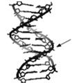 Stråling og DNA-skade De 5 R er Subcellulære effekter ved 1.