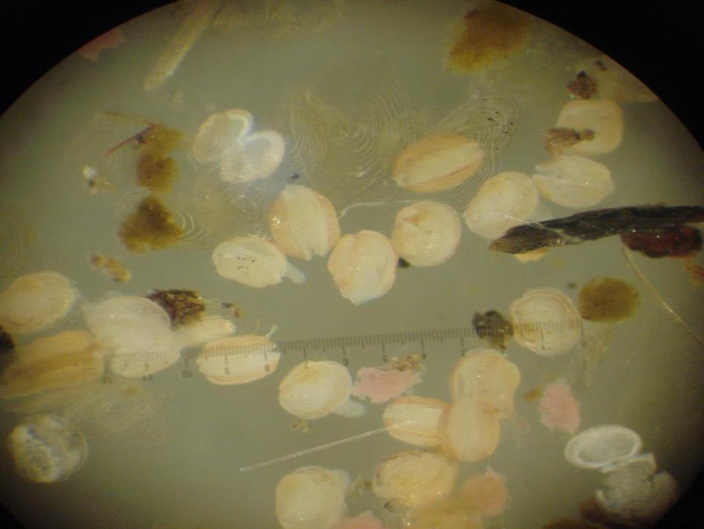 Medan dei små elvemuslingane veks i anlegget på Austevoll Mussels from Oselvslaks 2,0 Shell