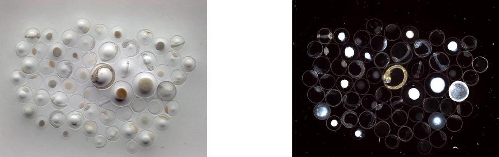 7 4 Figur 4. Egg fra stasjon 19 på Glasøysvaet 29. mars 2016 (lysfelt til venstre og mørkefelt til høyre). Figur 5. Referanseområdet Åkvika.