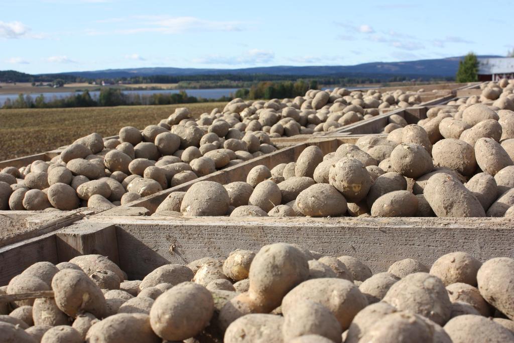 Lagerråter i potet Borghild Glorvigen