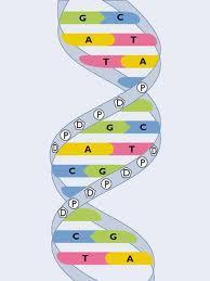 allelene) Microsatelitter DNA; repeterende sekvens av 2-5 basepar Vi analyserer snøkrabbe