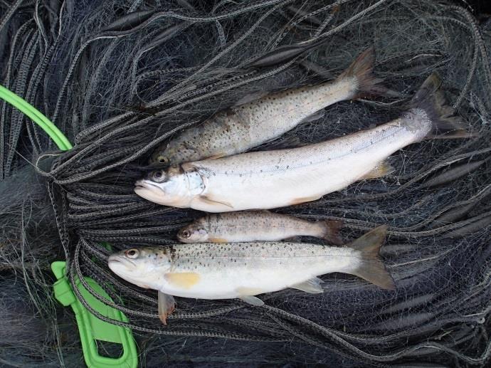 A) Bekken som renner inn i Urdabotnen fra sør. B) Fangsten i garn nr. 7; fisk fra 34 til 234 gram. Vannkvalitet Det ble tatt en vannprøve i Mysevatnet 8. august 2013.