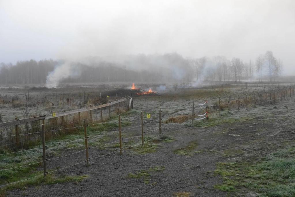 8.2015. Brenning av de siste kvisthaugene på Hegstad beitemark, 14.10.2015. Den nye fuktige beitemarka har vært gunstig for bl.