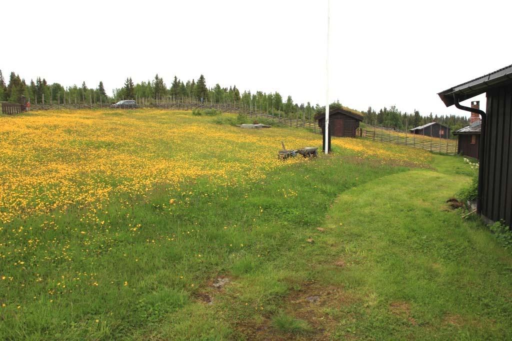 Foto fra naturtypelokaliteten Stuvelie i Etnedal kommune tatt