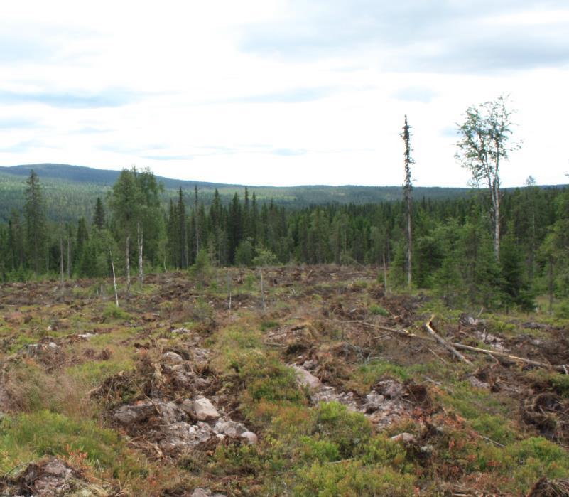 Avviksårsaker Mye stein Mye hogstavfall Tjukk råhumus /