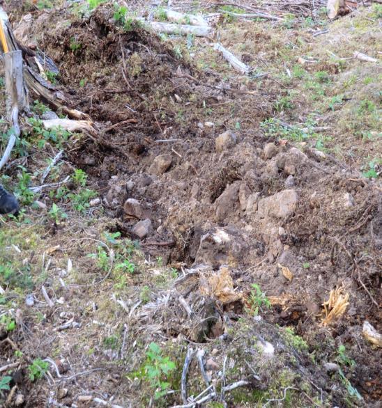 Naturlig foryngelse / såing Godkjent spireplass Blottlagt mineraljord, evt.