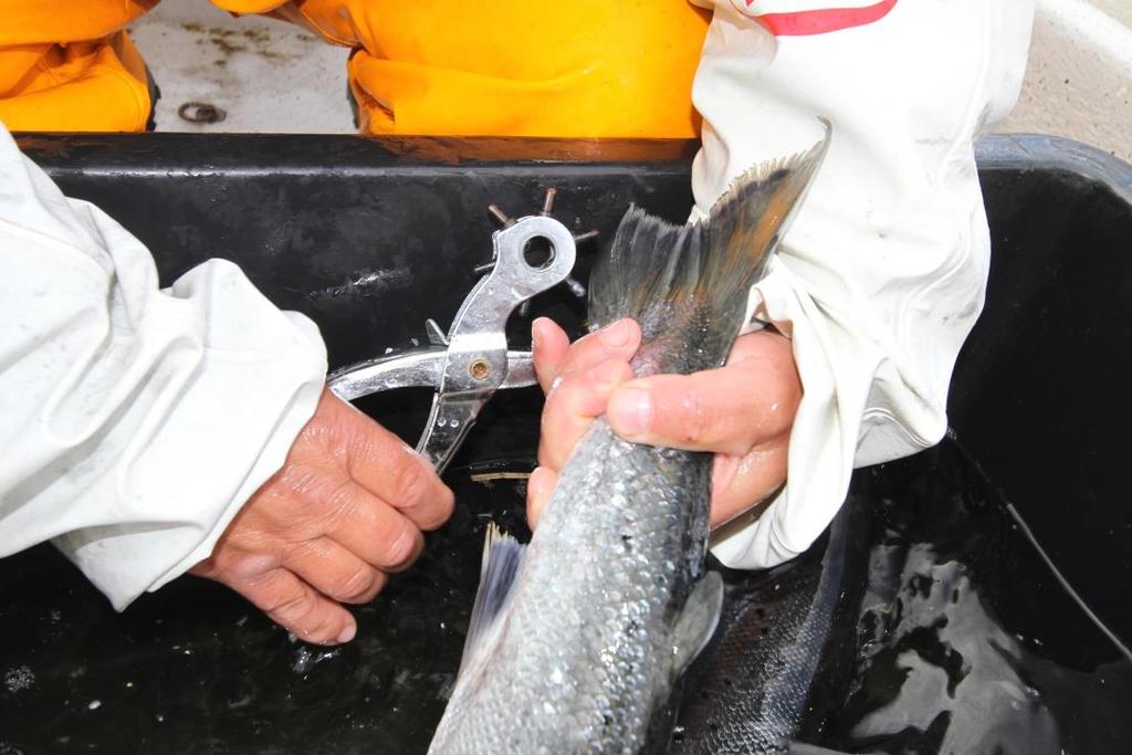 Fanget fisk som ikke var klippet i rusa i 2015 Det ble av en sportsfisker rapportert inn fangst av 1 laks på 3, 4 kg i Varpa i juli som ikke var klippet i rusa i år.