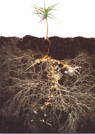 Preparat 8: Ektomykorrhiza hos unge granplanter Under lupa (utstilt) kan dere se et eksempel på hvordan et rotsystem hos en liten granplante ser ut.