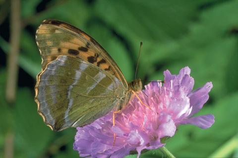 Biologisk mangfold Naturmangfoldloven Krav til