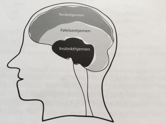 Den tredelte hjernen Følelseshjernen: Har raske forbindelser til nervesystemet i kroppen Hovedfunksjon: Å reagere på det som