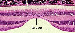 Fovea Den gule flekken (macula) er ca 3 mm i diameter. Fovea centralis er ca 0.3 mm i diameter. Overliggende cellelag borte Mer lys til detektorene Bare tapper (høylys, fargesyn) Veldig høy tetthet => høy geometrisk oppløsning.