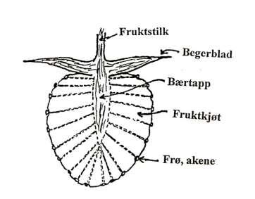 Bærutvikling Bæret er ei falsk frukt ved at blomsterbunnen sveller Fruktene er de små nøttene (akener) utenpå bæret Frøa