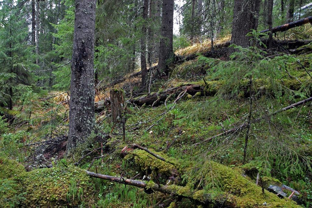 Betydningen av skoghistorie Noen miljøer er direkte knyttet til skoghistorie: Liggende død ved Trær med hengelav Gamle trær Hule løvtrær Disse miljøene samlet er