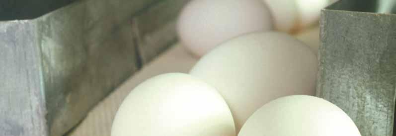 Fjørfe AVSETNINGSTILTAK I 2008 har markedet for egg vært tilnærmet i balanse med nær full dekning av norskproduserte egg. AVSETNINGSTILTAK EGG, 2008 kroner Kjølelagring 623 097 Levering til skip mv.