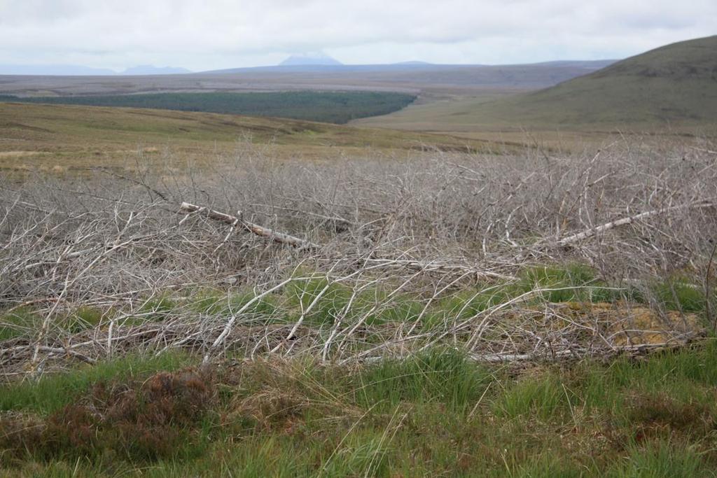 Forsinard Flows naturreservat, Skottland 80% av myrane i Skottland vert rekna som
