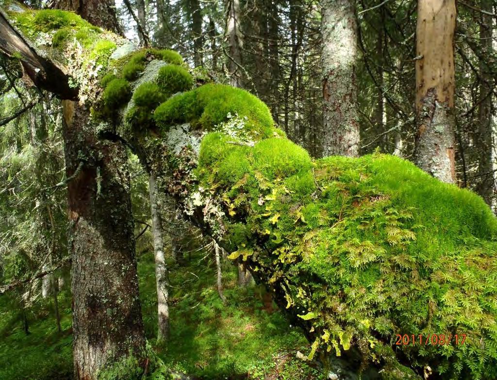 Foto: Frode Løset, Sweco