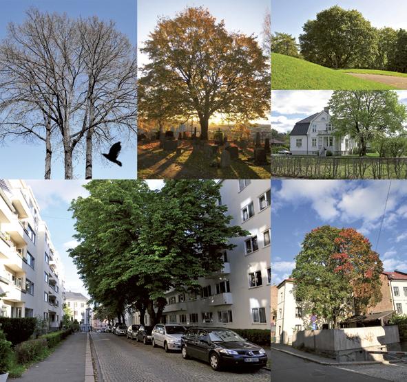 Det arbeides med å gi informasjon til grunneiere og utbyggere om verdien av å bevare trær. På offentlige eiendommer felles det, som hovedregel, ikke friske trær.