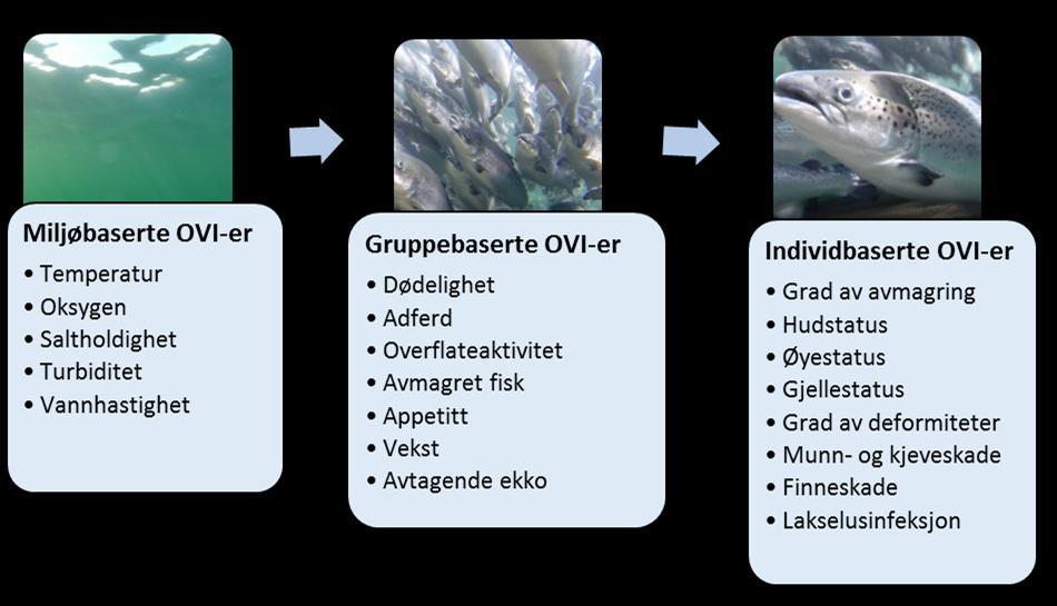 Forskjell mellom ulike oppdrettssystemer Tradisjonelle