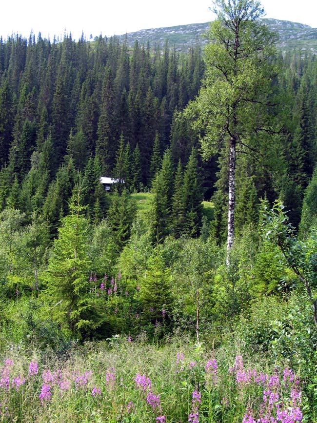 GAMLE HUS DA OG NÅ Mølnvikseteren ligger i skogsterreng i Ådalen,