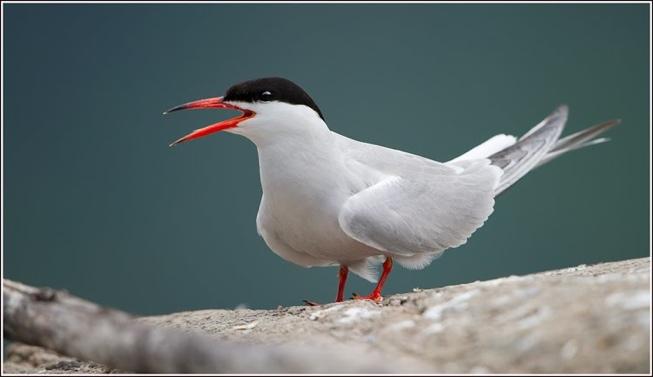 !!Sterna hirundo 5 4 3 2 1 198 199 1992 1994 1996 29 215 Figur 15.