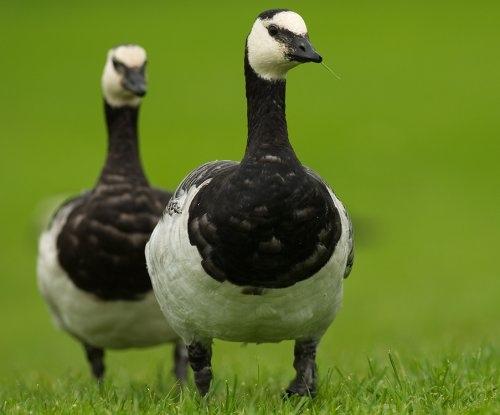 Arter i framgang Hvitkinngås (Hg)!!!Branta leucopsis 4 35 3 25 2 15 1 5 198 199 Figur 3. Antall hekkende par hvitkinngås 215 29 215 Ærfugl (Æf)!