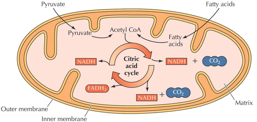 Etter hvert som næringsmolekyler brytes ned i cellen, føres mellomprodukter inn i mitokondriene for å brytes helt ned til karbondioksyd og vann.