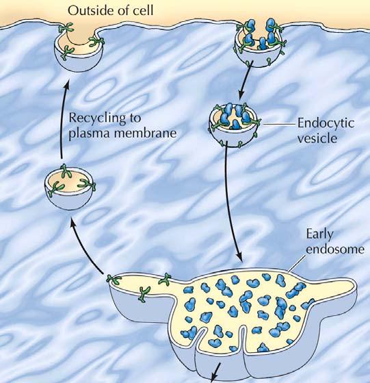 Molekyler kan tas opp i cellen som vesikler ved endocytose Disse vesiklene smelter