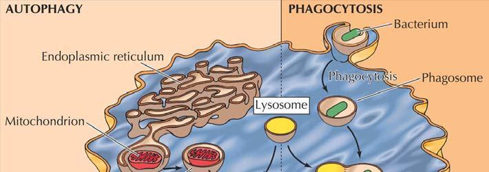 Hele cellulære organeller kan også brytes med på denne