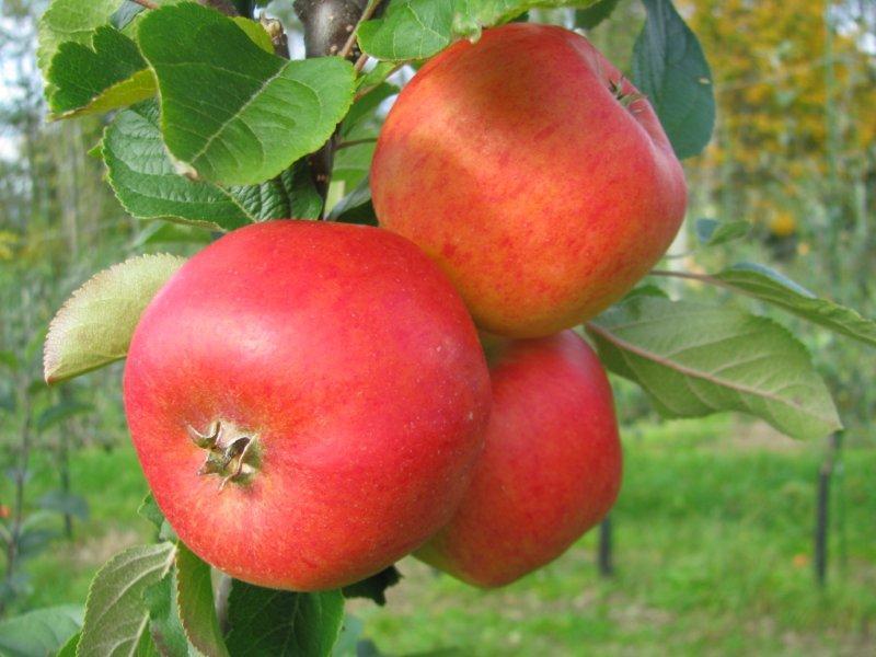 Storskalaforsøket i eple