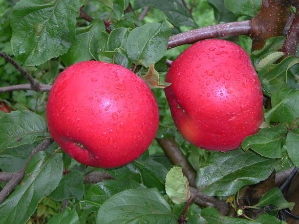 Rettleiingsprøvinga i frukt er langsiktig Årleg inntak av nytt plantemateriale