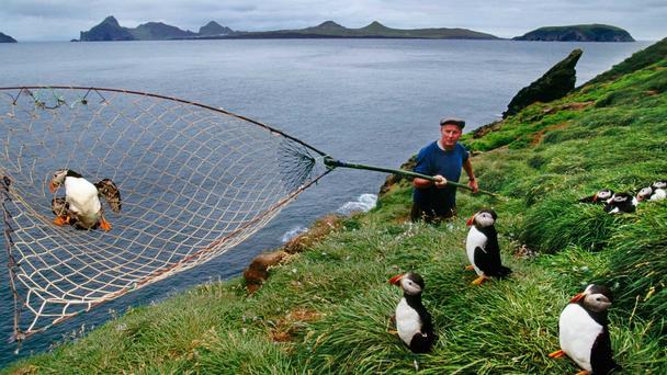 Lundefangsten på Vestmannaeyjar Høstet normalt 60-100 tusen fugler årlig