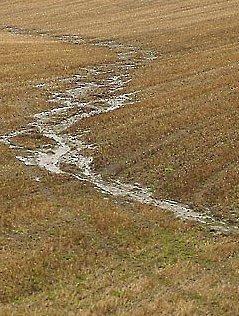 Tilskudd til endra jordarbeiding Økte satser: Grasdekte vannveier og buffersoner (fra 6 til 10 kr/meter). (Antall daa skal oppgis for vegetasjonssoner.