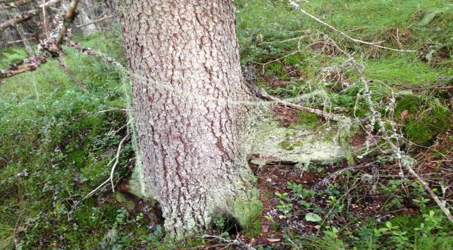 Skogbruksplanlegging og miljøregistrering Skogbruksplanlegging I Oppland foregikk det prosjekter innen skogbruksplanlegging i kommunene Lillehammer, Nord-Fron, Sør-Fron, Ringebu, Søndre Land, Gjøvik,