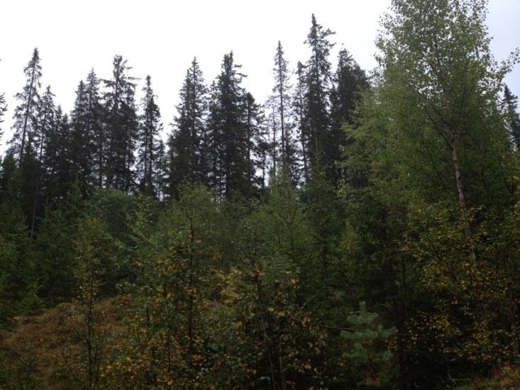 35 % av Opplands produktive skogareal. Foto: Bernt Eidahl. Huldrestry i nøkkelbiotop. Foto: Bernt Eidahl. Ungskog og livsløpstrær.