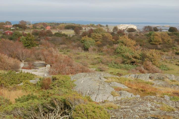 Gjengroingsfasen 1958-1990 Etter at beite opphørte i 1958 begynte igjengroingen Først forsiktig, men på 70 tallet