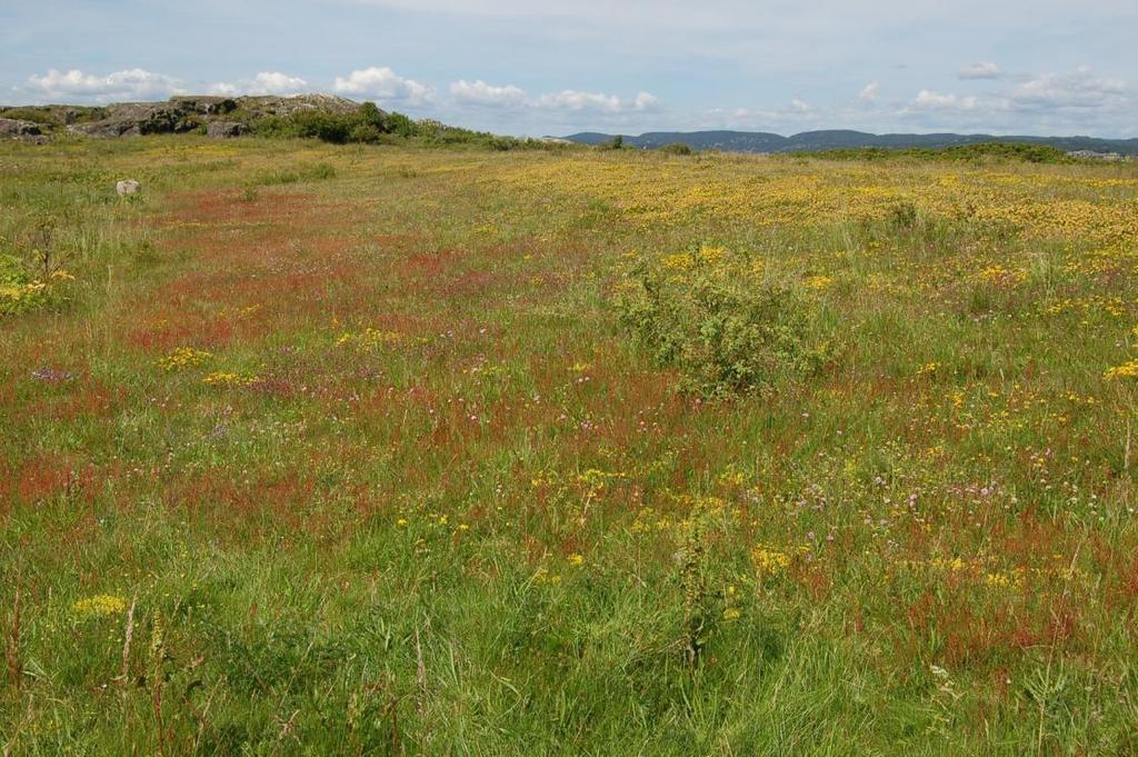 Artene har sin blomstring ulike deler av