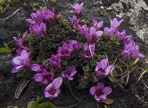 Fylkesblomsten.visst skal våren komme! Rødsildre er en fjellplante og blomstrer allerede en knapp uke etter at snøen er borte.