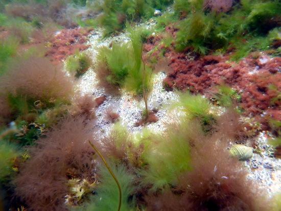 Figur 18. Bilder fra øverste del av sublitoralen ved stasjon 2. Øverst t.v. trådformede alger på grensen mellom strand og sjøsone.