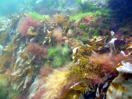 Høyre: Steinbunn med trådformede alger som pollpryd og martaum.