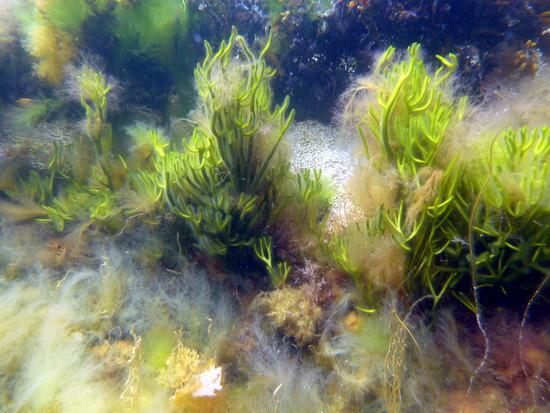 Figur 21. Bilder fra øverste deler av sjøsonen ved Hjelmen, stasjon 3. Øverst t.v. pollpryd og andre trådformede alger rett under tidevannsonen.