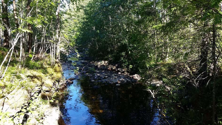 Side 11 av 18 3.3.1 Beskrivelse av naturverdier Området er uten særlige naturverdier.