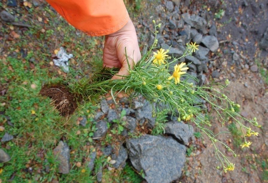 Gule blomster