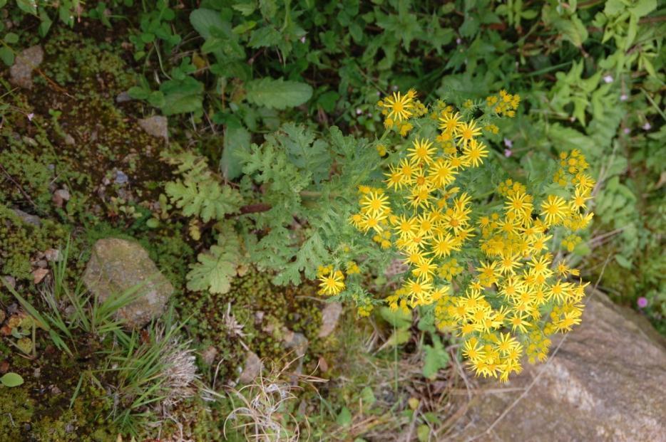 Senecio