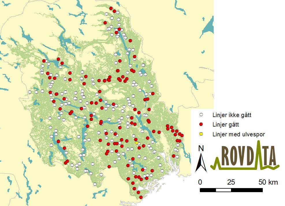 Figur 15. Takseringslinjer med spor etter gaupe i Telemark vinteren 2012/13 (gule sirkler). Hvite sirkler markerer linjer ikke gjennomført i vinter. Røde sirkler viser linjer uten gaupespor.