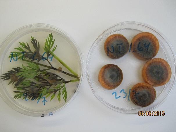 Klosopp Mycocentrospora acerina gir brun fast råte som går over i svart i gulrotskiver og mørk brun
